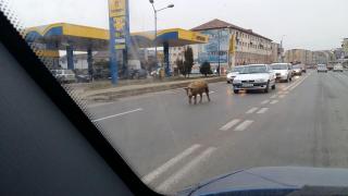 Porcul evadat de la Alba Iulia face furori pe internet