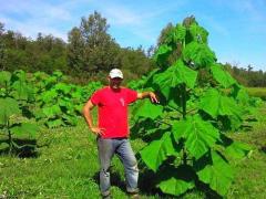 Românii au descoperit Paulownia, afacerea care te transformă în miliardar peste noapte. Zeci de oameni au reușit!