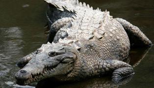 Curaj incredibil la 72 de ani: S-a luptat cu mai mulţi crocodili cu o cheie franceză şi nişte bujii (FOTO)