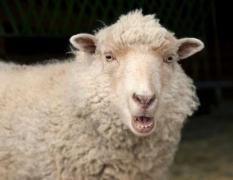 Au mâncat canabis şi au semănat panică printre locuitori (FOTO)