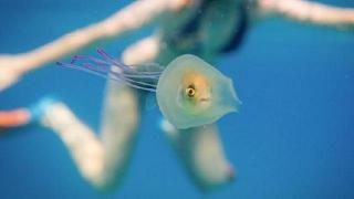 Vizualizări record la o fotografie: Un peşte viu înoată în timp ce este captiv în interiorul unei meduze