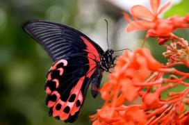 Expoziţie de fluturi inedită la Muzeul Naţional de Istorie Naturală “Grigore Antipa”