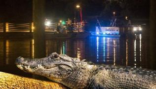 Incidentul cu băiatul de doi ani tras de un aligator în apă nu este primul. S-a mai întâmplat! Declaraţii supravieţuitor