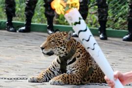 SCANDAL LA JO 2016: Un jaguar pe cale de dispariţie a fost împuşcat!