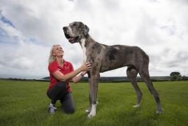 Cel mai înalt câine din lume este GIGANT! Îi poate concura lui Ghiţă Mureşan la înălţime