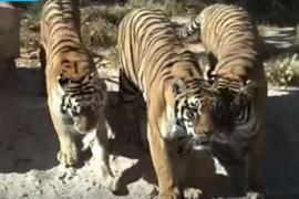 INCIDENT DRAMATIC la grădina zoologică: Un tigru a ucis o îngrijitoare (VIDEO)