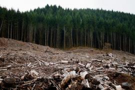 Cel mai mare DEZASTRU ecologic din Europa este în România! Se pierd 3 hectare de pădure pe oră
