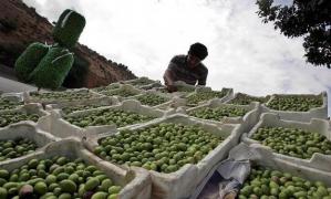 Un bistriţean, tată a şase copii, s-a prăbuşit mort, pe o plantaţie de măslini din Spania. Diaspora s-a mobilizat exemplar