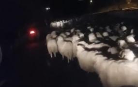 VIDEO Cu oile, pe Autostrada Soarelui. Ciobanul i-a ameninţat pe şoferi că scoate pistolul