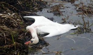 Gripă aviară confirmată la lebedele din Giurgiu. S-au declanşat procedurile de eliminare și prevenire a bolii