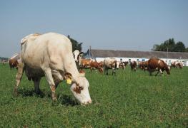 Au crescut importurile de lapte brut cu 28%, cifre mai mari şi la producţia de lapte