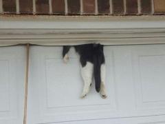 Nouă vieţi minus una. O pisică a băgat groaza în trecători, după ce a adormit în cel mai ciudat loc posibil