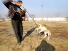 În 2016 au fost capturaţi 4.000 de câini în Bucureşti. Câţi au fost eutanasiaţi