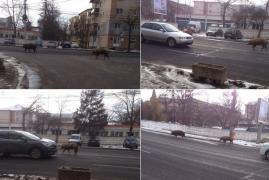 Ce PORCĂRIE! Doi porci... romantici provoacă debandadă în trafic, pe o stradă din Alba Iulia (VIDEO)