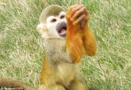 "Ajutaţi-mă, vă rog!" Cu această figură, o maimuţică reuşeşte să păcălească turiştii, ca să primească mâncare