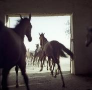 Australia-ţara în care caii omoară mai mulţi oameni decât animalele veninoase