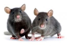 Primaria Baia Mare, amendată din cauza momelilor pentru șobolani