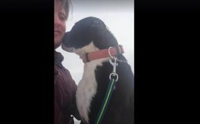 Fiorosul Pitbull al arădeanului care l-a pus să ucidă alți câini s-a transformat în mielușel. Intrat pe mâna unui dresor, cățelul e acum vesel și pupăcios (VIDEO)