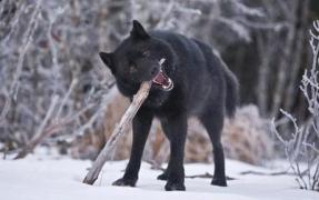 Sfârşit CUMPLIT pentru o femeie din Olt, nevăzătoare. A fost mâncată aproape în totalitate  de animalele sălbatice