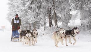 Eveniment incredibil în timpul unei curse de câini din Bistrița. Un Husky a murit strangulat!