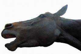 Un bărbat din Botoșani a ajuns la spital după ce a fost BĂTUT și MUȘCAT de calul din gospodărie