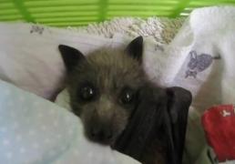 VIDEO Un munte de emoţie! Un pui de liliac orfan a cucerit inimile de pe întreaga planetă