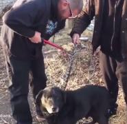 Imagini emoţionante: Un câine a fost eliberat după o viaţă petrecută în lanţ! (VIDEO)