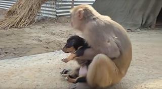 VIDEO O maimuţică a adoptat un căţeluş şi îl poartă peste tot cu ea