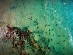 VIDEO&FOTO Peste o sută de rechini au invadat coastele Israelului. Avertisment pentru turişti
