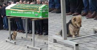 VIDEO Credincios până la capăt. Un câine merge zilnic la mormântul stăpânului său