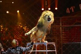 Decizie RADICALĂ a primăriei Bucureşti: Dresura de animale, INTERZISĂ la Circul Globus. Animalele vor fi RELOCATE