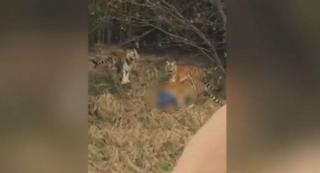 Turist DEVORAT de tigri, la ZOO! Fiarele au mâncat bucăți din bărbat, sub privirile îngrozite ale fiului și soției (VIDEO 18+)