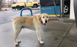 EMOȚIONANT! Un adolescent a găsit un câine rătăcit într-o benzinărie. A vrut să-l ajute, însă MESAJUL găsit pe zgarda labradorului l-a uluit complet