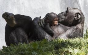 Un pui de cimpanzeu a fost SALVAT din mâinile TRAFICANŢILOR