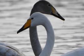 Gripa aviară se extinde, NOU FOCAR la Bacău! Zeci de gâşte au murit într-o gospodărie, ar fi luat boala de la lebede