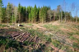 NEREGULI descoperite de Curtea de Conturi la Romsilva. Acuzaţii grave la adresa Regiei Naționale a Pădurilor