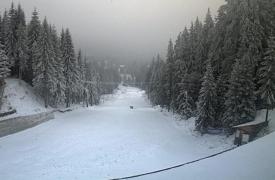 COD GALBEN de viscol pentru zona de munte a județelor Neamț și Suceava