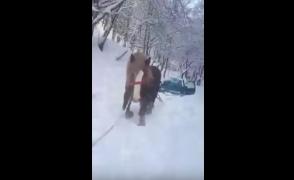 La Baia Mare se deszăpezeşte cu CALUL. Videoclipul care i-a amuzat şi supărat deopotrivă pe români