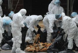 Gripă aviară în Rusia: O grădină zoologică a eutanasiat toate păsările