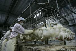 100 de locuri de muncă disponibile pentru Anglia, la jumulit de găini. 7,50 de lire pe oră, orele suplimentare se plătesc, salariu dublu în weekend