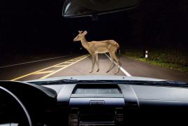 I-a fost milă să omoare o căprioară, așa că a ales STÂLPUL. Accident halucinant la Brașov: Un șofer s-a rostogolit cu mașina, 3 victime, toate la spital