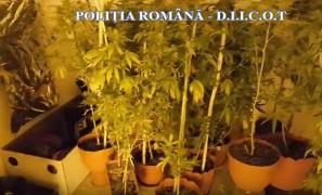 Cultură de cannabis, descoperită într-o casă din Tulcea. Un englez şi un român aveau grijă de plantaţie 'ca la carte' (VIDEO)