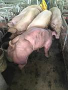 VIDEO. Imagini terifiante cu porci modificaţi genetic, la o fermă! Fotografiile au ajuns virale şi au stârnit dezbateri aprinse. Ştim cu adevărat ce mâncăm?