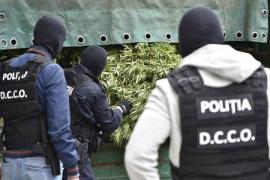 Cea mai mare captură de cannabis: 2,5 tone de droguri, confiscate de poliţişti în Timiş. Preţul ajungea la 4.000 euro/kg