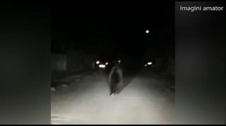 Video spectaculos: goană nebună a unui urs, pe DN1A, în Prahova