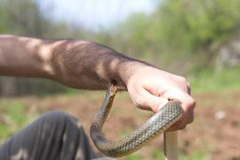 Atenţie, viperele ATACĂ în vestul ţării! Şerpii au INVADAT dealurile Şiriei, o zonă plină de sute de turişti în weekend