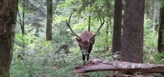 Întâlnire de gradul ZERO în Apuseni, în adâncul pădurii. Imagini pe care puțini credeau că le vor mai vedea la noi în țară (VIDEO)