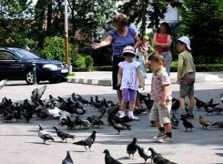 Scene şocante în Târgu Jiu: 'Copiii au prins un porumbel pe care l-au înecat şi l-au izbit de ciment!'