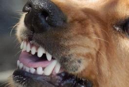 Sfârşitul groaznic al unui băieţel de 10 ani. Micuţul a murit la câteva luni de la 'muşcătura banală' a unui câine pe care l-a mângâiat