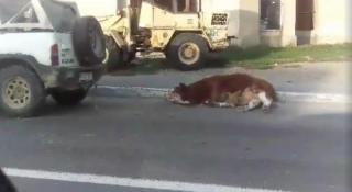 Imagini groaznice la Bistrița. Niște monștri fără suflet au legat acest cățeluș de mașină și l-au târât prin oraș. Cineva a reușit să filmeze (VIDEO)